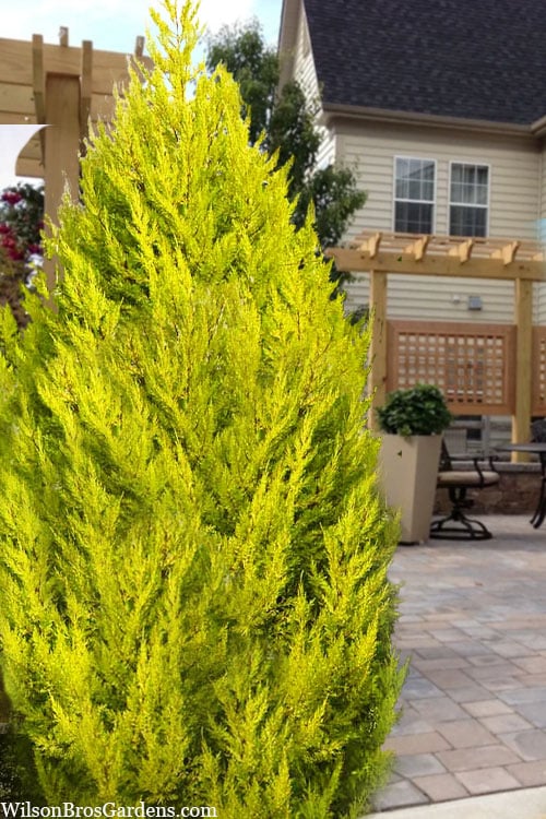  Goldcrest Monterey Lemon Cypress - 5 Gallon Pot 