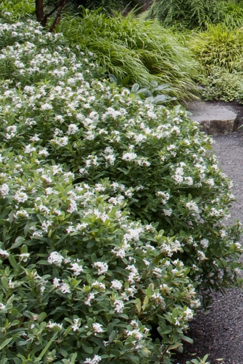  Jim's Pride White Summer Daphne - Daphne X Transatlantica - 2 Gallon Pot