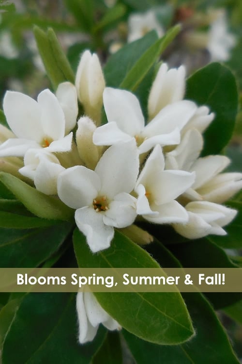 Jim's Pride White Summer Daphne - Daphne X Transatlantica - 2 Gallon Pot