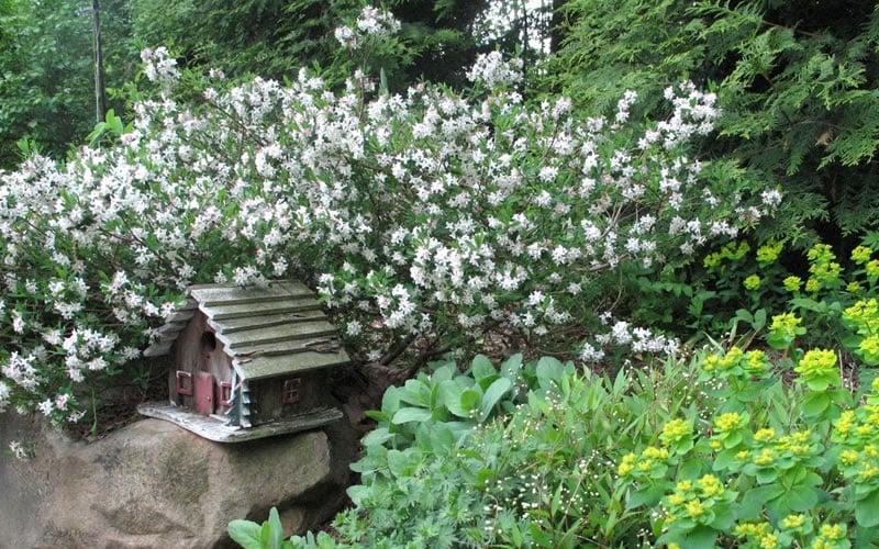  Jim's Pride White Summer Daphne - Daphne X Transatlantica - 2 Gallon Pot