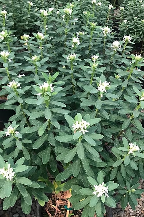  Jim's Pride White Summer Daphne - Daphne X Transatlantica - 2 Gallon Pot