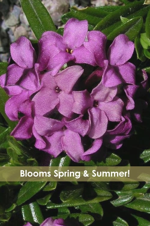 Lawrence Crocker Dwarf Daphne - 2 Gallon Pot