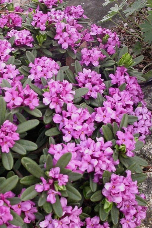  Lawrence Crocker Dwarf Daphne - 2 Gallon Pot