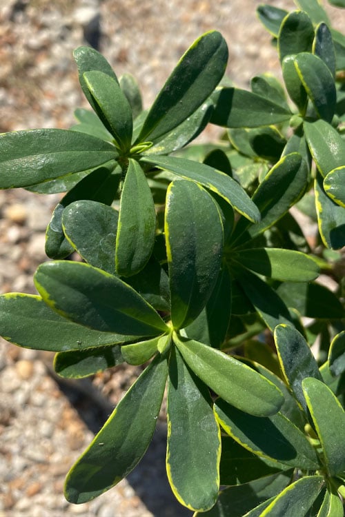  Splash Variegated Summer Daphne - 1 Gallon Pot