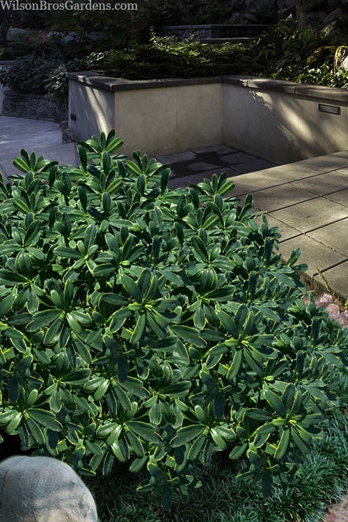  Splash Variegated Summer Daphne - 1 Gallon Pot