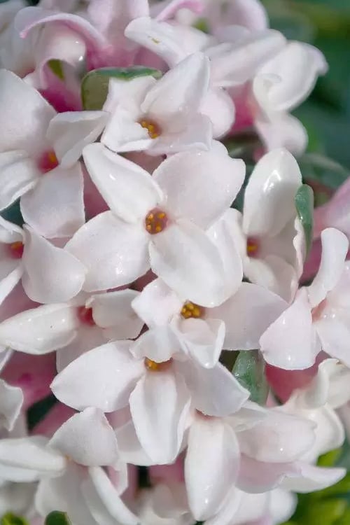  Splash Variegated Summer Daphne - 1 Gallon Pot