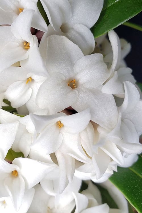  White Perfume Princess Winter Daphne - 3 Gallon Pot 