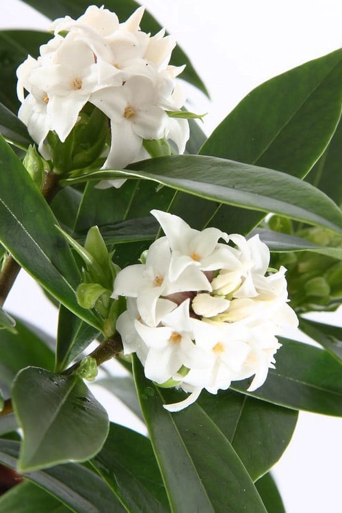  White Perfume Princess Winter Daphne - 3 Gallon Pot 