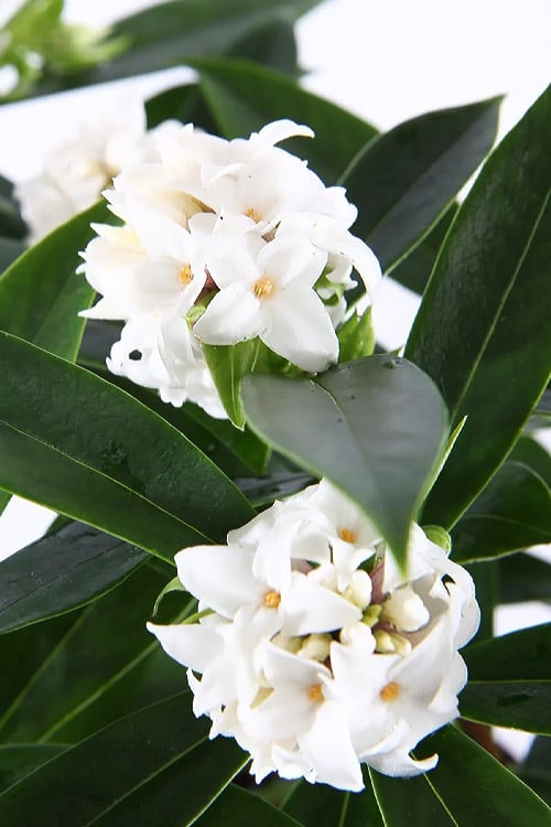  White Perfume Princess Winter Daphne - 3 Gallon Pot 