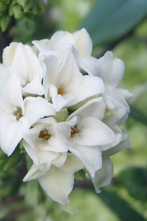  White Perfume Princess Winter Daphne - 3 Gallon Pot 