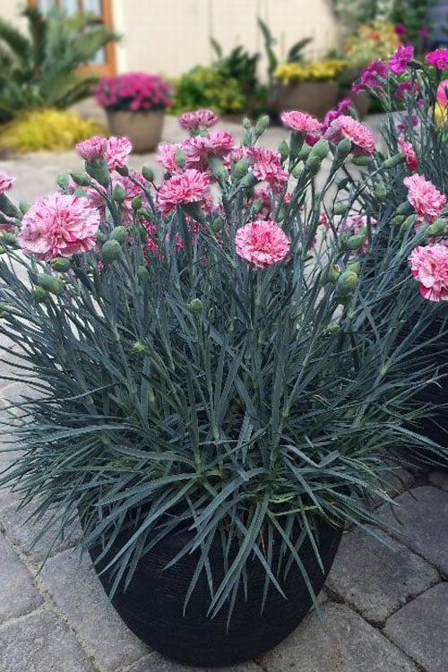  Pinball Wizard Dianthus - 1 Gallon Pot