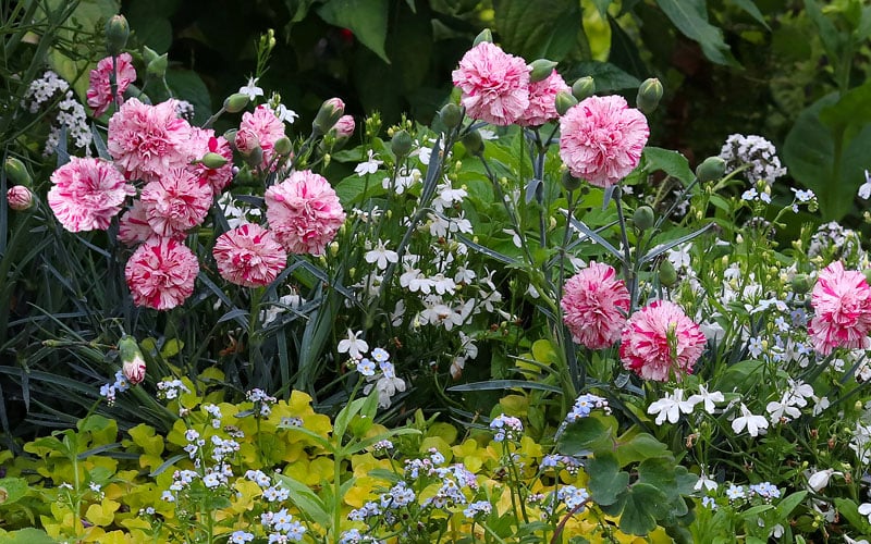  Pinball Wizard Dianthus - 1 Gallon Pot