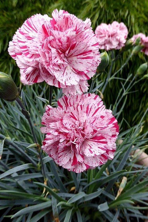  Pinball Wizard Dianthus - 1 Gallon Pot