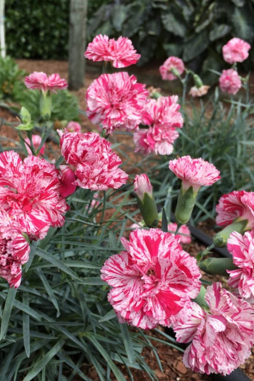  Pinball Wizard Dianthus - 1 Gallon Pot