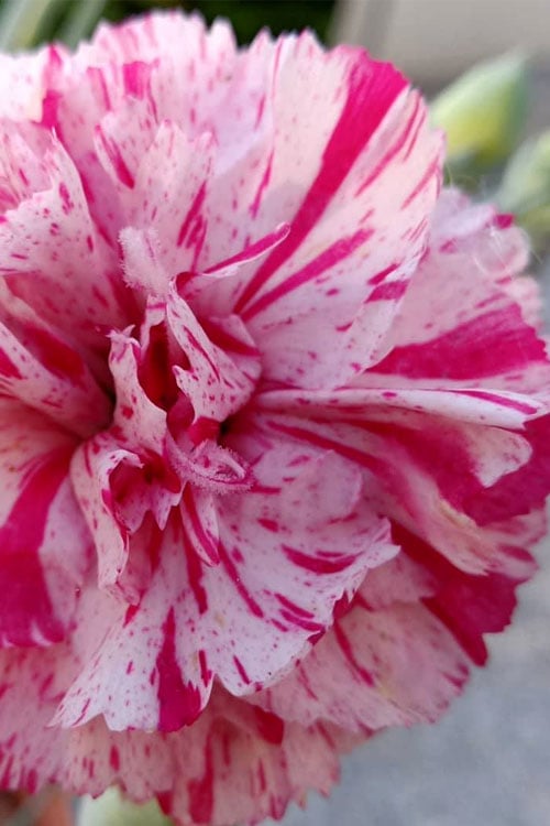  Pinball Wizard Dianthus - 1 Gallon Pot