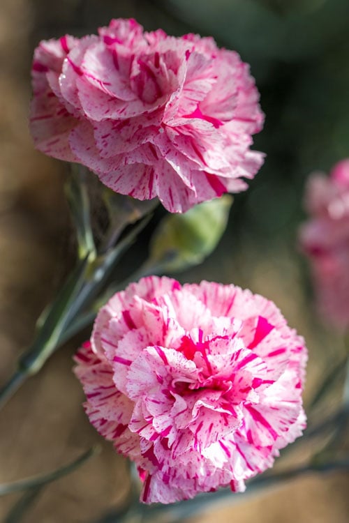  Pinball Wizard Dianthus - 1 Gallon Pot