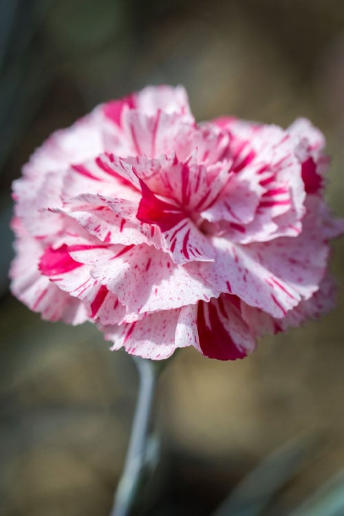  Pinball Wizard Dianthus - 1 Gallon Pot