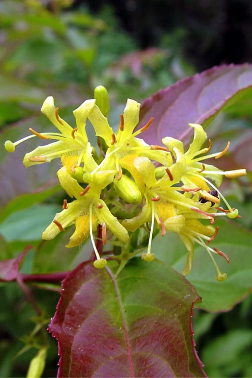  Dwarf Bush Honeysuckle (Diervilla Lonicera) - 1 Gallon Pot