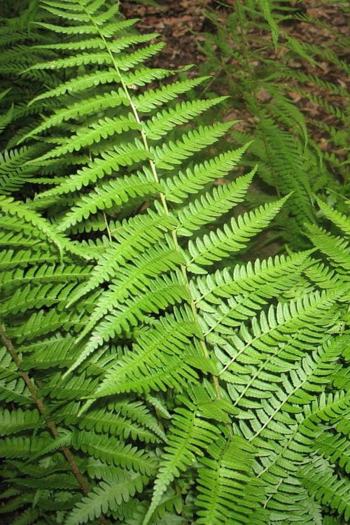  Dixie Wood Fern - Dryopteris Australis - 1 Gallon Pot