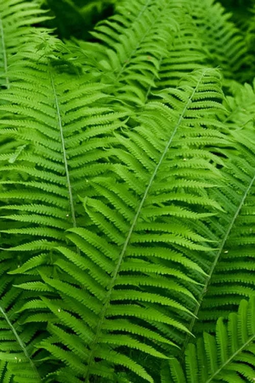  Dixie Wood Fern - Dryopteris Australis - 1 Gallon Pot