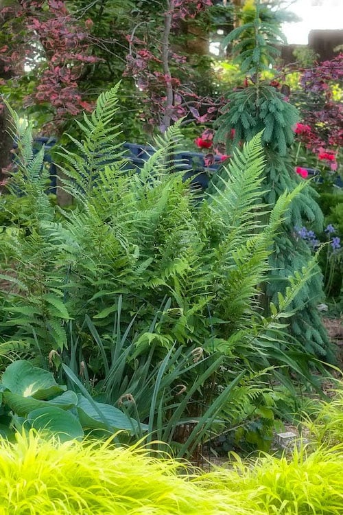 Dixie Wood Fern - Dryopteris Australis - 1 Gallon Pot