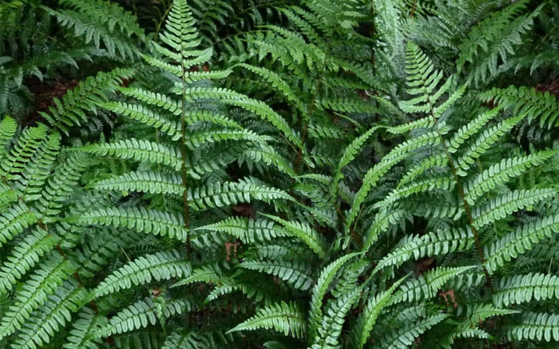  Champions Wood Fern (Dryopteris Championii) - 1 Gallon Pot