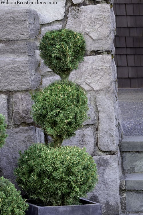  Poodle Tier Dwarf Alberta Spruce 3 Ball Topiary (3-Ball) - 3 Gallon Pot