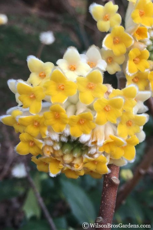  Edgeworthia Chrysantha Paper Bush - 7 Gallon Pot