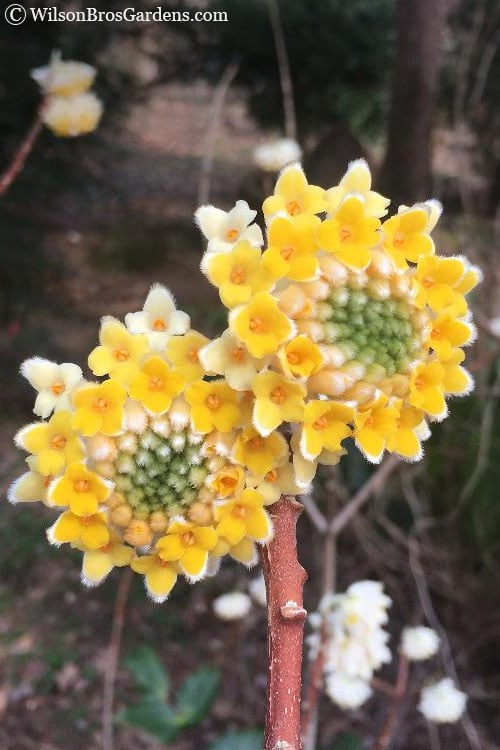  Edgeworthia Chrysantha Paper Bush - 7 Gallon Pot