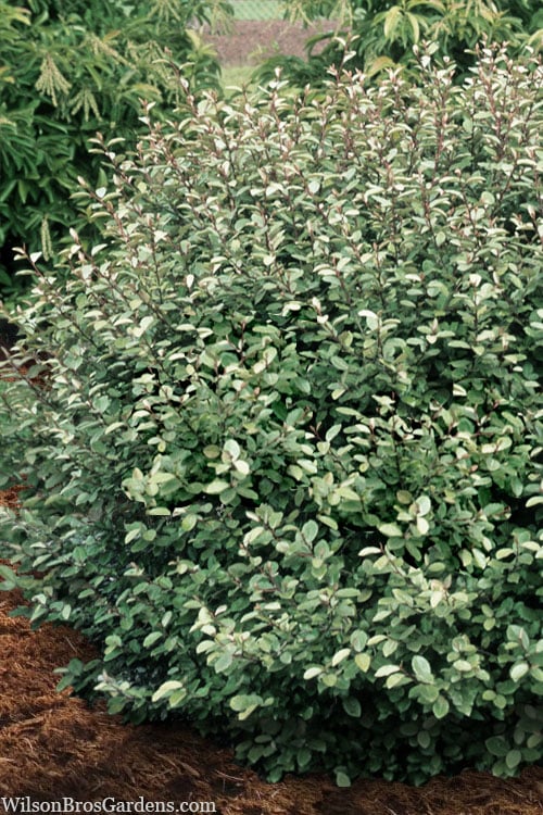  Glen St. Mary Silverberry (Elaeagnus Pungens) - 7 Gallon Pot