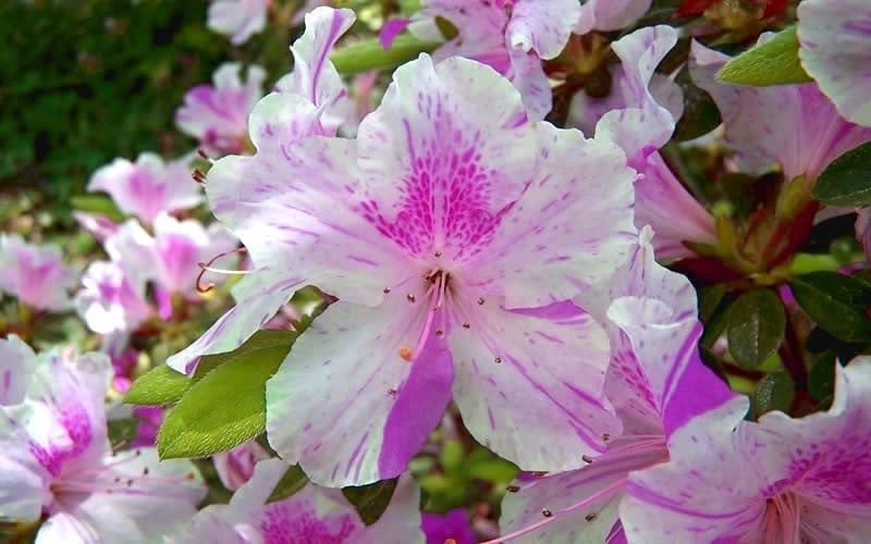  Autumn Twist Encore Azalea - 3 Gallon Pot