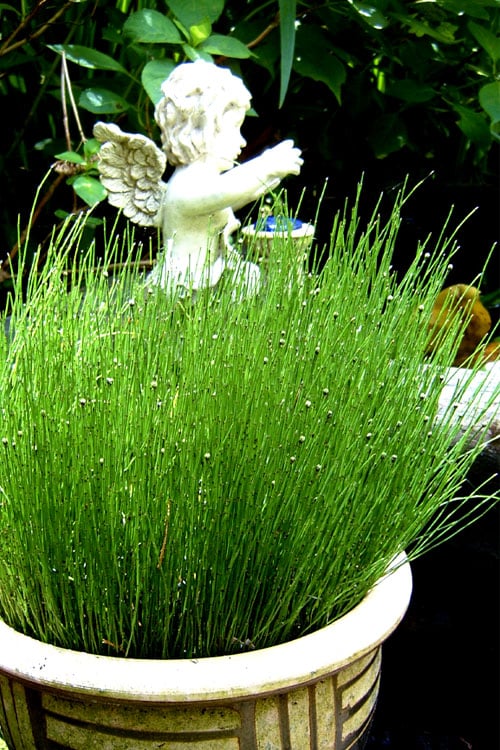  Dwarf Horsetail Reed Grass (Equisetum Scirpoides) - 1 Gallon Pot