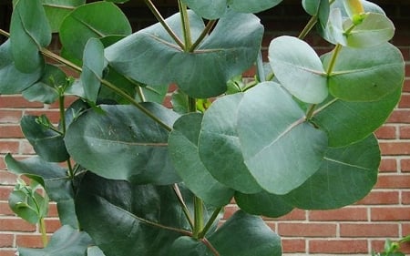  Big O Cold Hardy Eucalyptus Tree (Eucalyptus Neglecta) - 3 Quart Pot