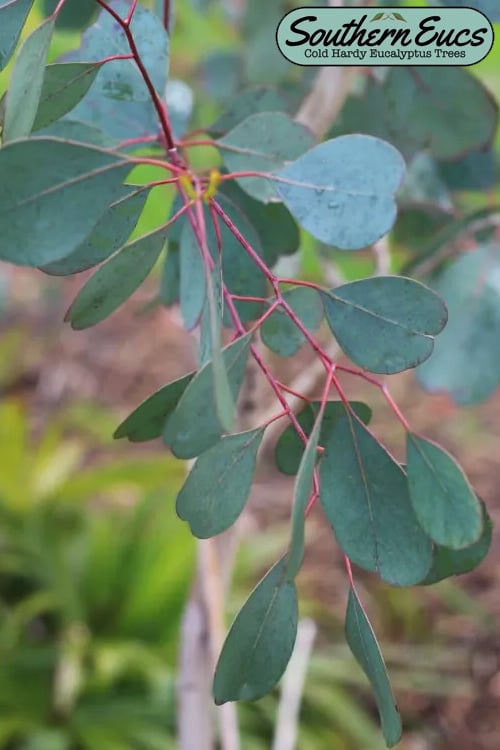  Lucky Country Cold Hardy Eucalyptus Tree (Eucalyptus Camphora) - 3 Gallon Pot