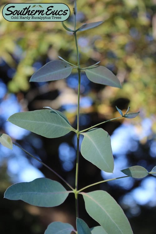  Grace Cold Hardy Eucalyptus Tree (Eucalyptus Elliptica) - 2 Gallon Pot