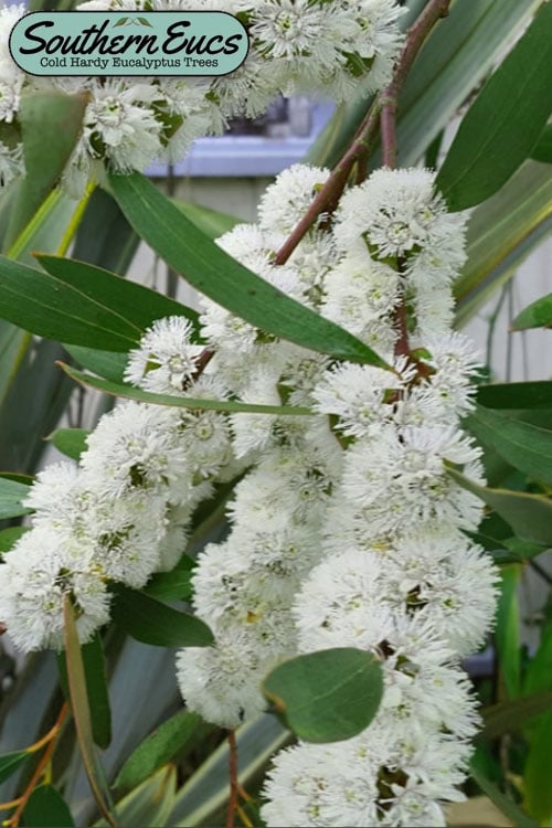  Snow Day Cold Hardy Eucalyptus Tree (Eucalyptus Gregsoniana) - 1 Gallon Pot