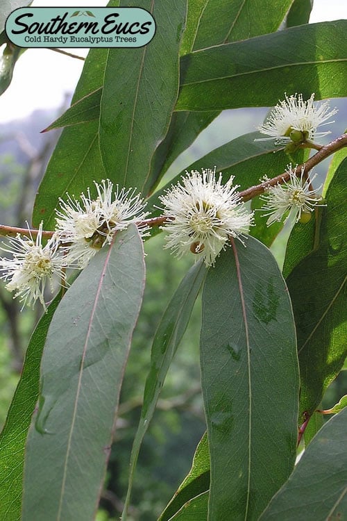 Jersey Girl Cold Hardy Eucalyptus Tree (Eucalyptus Macarthurii) - 6 Pack Of 1 Gallon Pots