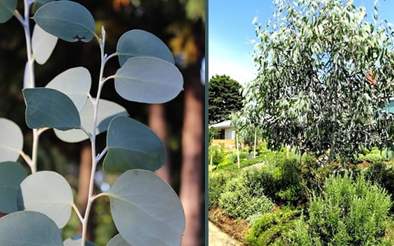  Mappa Tassie Cold Hardy Eucalyptus Tree (Eucalyptus Pauciflora) - 2 Gallon Pot