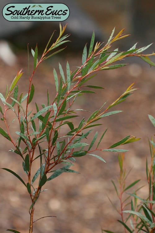  Skinny Minny Hardy Eucalyptus Tree (Eucalyptus Moorei) - 1 Gallon Pot