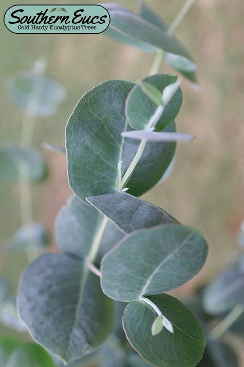  Big O Cold Hardy Eucalyptus Tree (Eucalyptus Neglecta) - 6 Pack Of 1 Gallon Pots