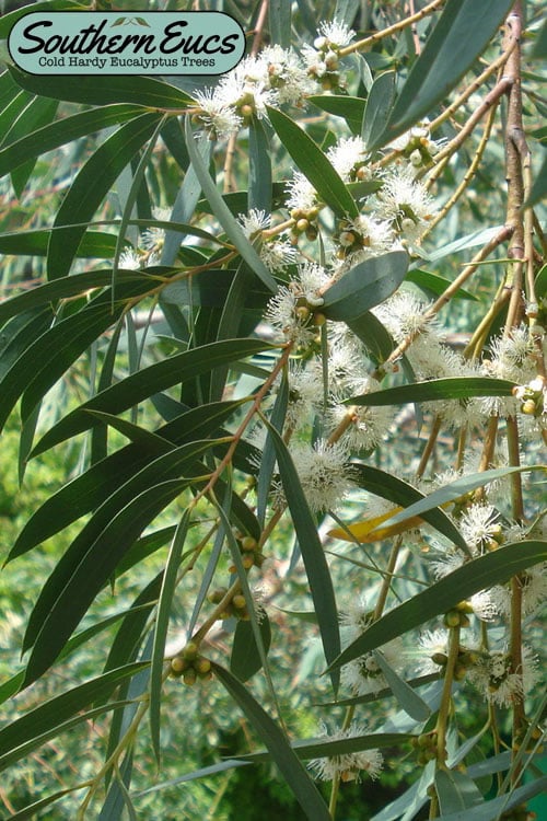  Funky Monkey Cold Hardy Eucalyptus Tree (Eucalyptus Parvula) - 3 Quart Pot