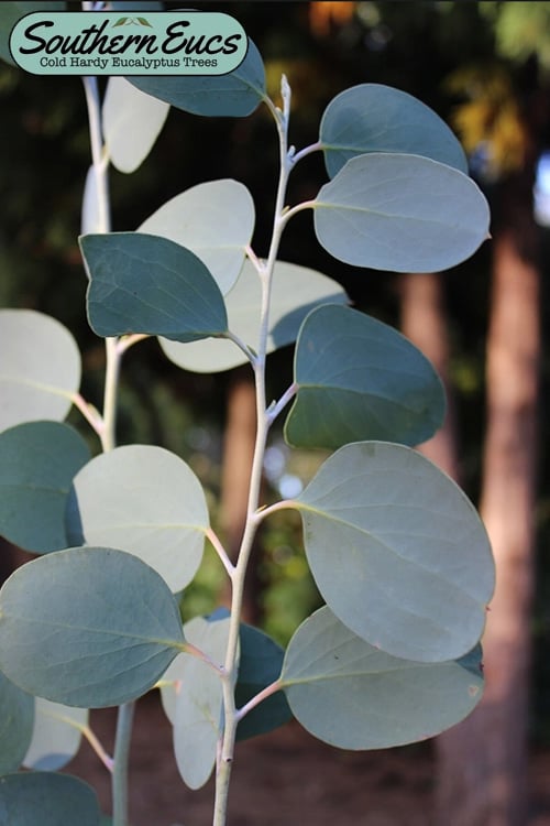  Mappa Tassie Cold Hardy Eucalyptus Tree (Eucalyptus Pauciflora) - 3 Quart Pot