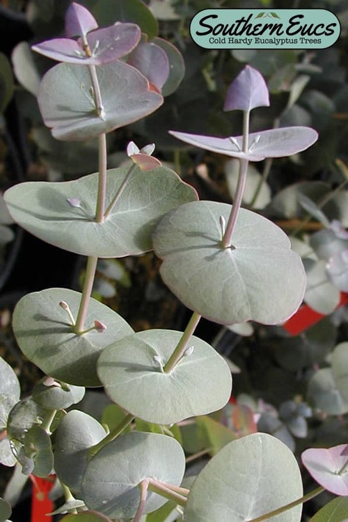  Luna Cold Hardy Eucalyptus Tree (Eucalyptus Perriniana) - Quart Pot