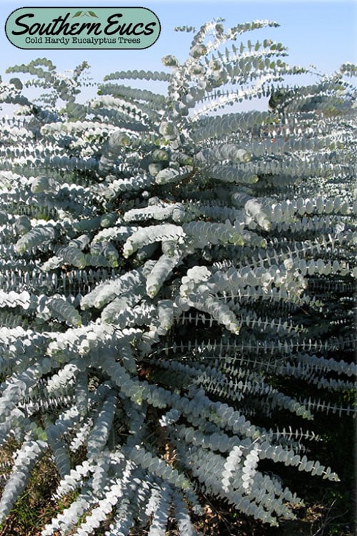  Bluey Cold Hardy Eucalyptus Tree (Eucalyptus Pulverulenta) - 5 Gallon Pot