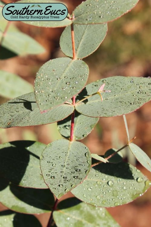  Cab Sav Cold Hardy Eucalyptus Tree (Eucalyptus Rubida) - 5 Gallon Pot