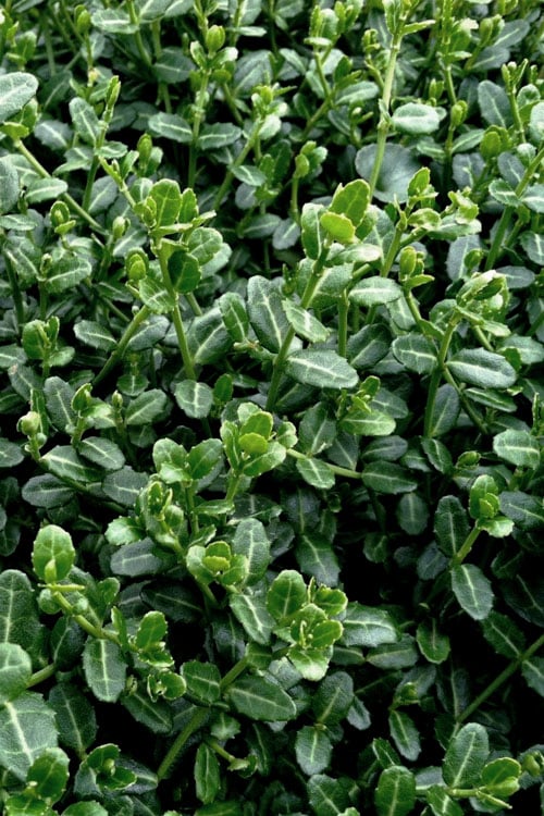  Kewensis Euonymus (Miniature Wintercreeper) - 6 Pack Of Pint Pots