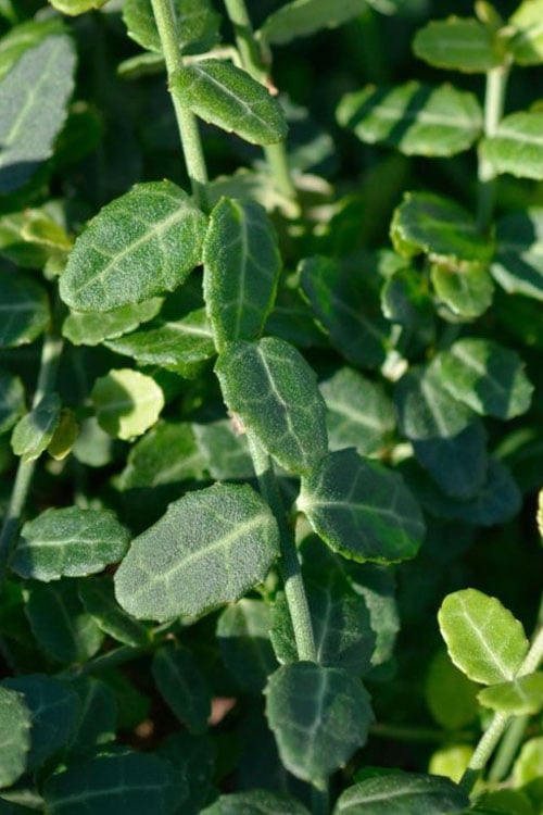  Kewensis Euonymus (Miniature Wintercreeper) - 6 Pack Of Pint Pots