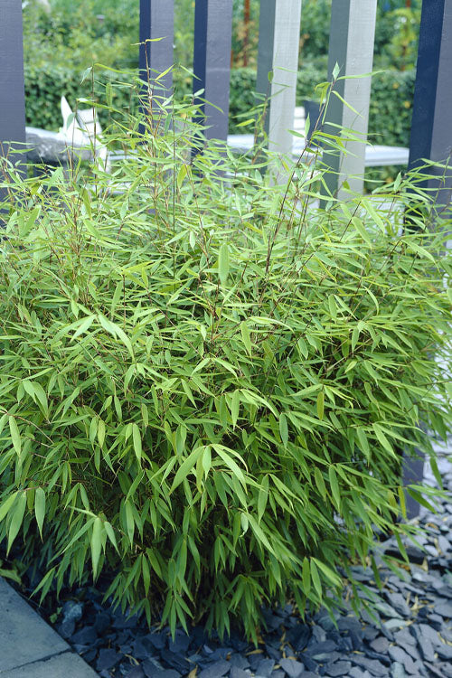  Sunset Glow Clumping Bamboo (Fargesia Rufa) - 6 Pack Of 1 Gallon Pots