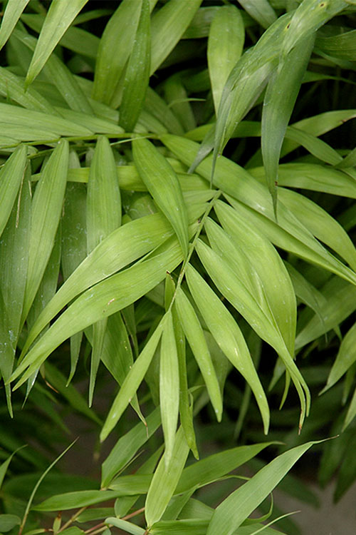  Sunset Glow Clumping Bamboo (Fargesia Rufa) - 6 Pack Of 1 Gallon Pots