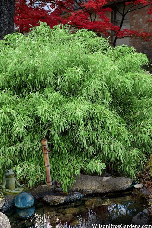  Sunset Glow Clumping Bamboo (Fargesia Rufa) - 6 Pack Of 1 Gallon Pots